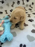 AKC golden retriever puppy male, a male Golden Retriever and English Cream Golden Retriever for sale in Modesto, CA – Photo 3 of 6