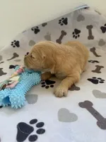 AKC golden retriever puppy male, a male Golden Retriever and English Cream Golden Retriever for sale in Modesto, CA – Photo 2 of 6