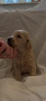 AKC golden retriever puppy male, a male Golden Retriever and English Cream Golden Retriever for sale in Modesto, CA – Photo 6 of 6
