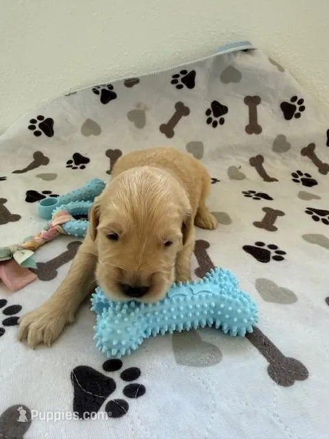 AKC golden retriever puppy male – Golden Retriever, English Cream Golden Retriever puppy for sale in Modesto, CA