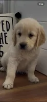 AKC golden retriever puppy male, a male Golden Retriever and English Cream Golden Retriever for sale in Modesto, CA – Photo 2 of 6