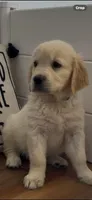AKC golden retriever puppy male, a male Golden Retriever and English Cream Golden Retriever for sale in Modesto, CA – Photo 1 of 6