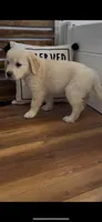AKC golden retriever puppy male, a male Golden Retriever and English Cream Golden Retriever for sale in Modesto, CA – Photo 3 of 6