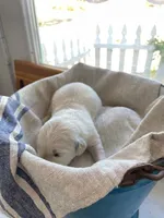 English Cream golden retriever male, a male Golden Retriever and English Cream Golden Retriever for sale in Modesto, CA – Photo 2 of 8