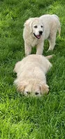 English Cream golden retriever male, a male Golden Retriever and English Cream Golden Retriever for sale in Modesto, CA – Photo 8 of 8