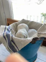 English Cream golden retriever male, a male Golden Retriever and English Cream Golden Retriever for sale in Modesto, CA – Photo 3 of 8