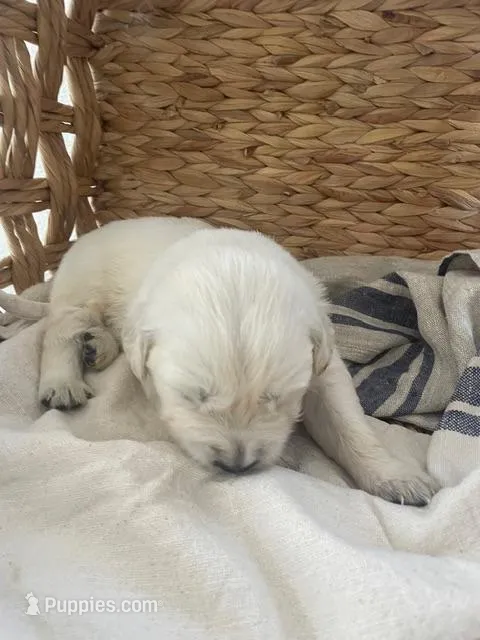 English Cream golden retriever male – Golden Retriever, English Cream Golden Retriever puppy for sale in Modesto, CA