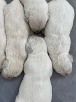 English Cream golden retriever male, a male Golden Retriever and English Cream Golden Retriever for sale in Modesto, CA – Photo 4 of 8