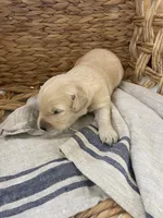 Golden retriever puppy light golden male, a male Golden Retriever for sale in Modesto, CA – 1 of 10