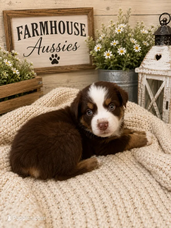 Australian shepherd red tri female  – Australian Shepherd puppy for sale in Modesto, CA