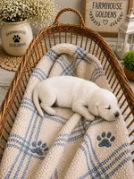 Golden Retriever English  Cream male puppy, a male Golden Retriever for sale in Modesto, CA – 9 of 10