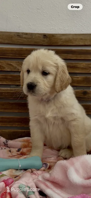 Golden retriever puppy light golden Christmas litter – Golden Retriever puppy for sale in Modesto, CA