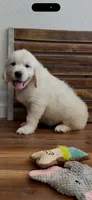Golden retriever puppy x light golden  male, a male Golden Retriever and English Cream Golden Retriever for sale in Modesto, CA – 6 of 9