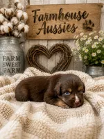 Australian shepherd red tri female , a female Australian Shepherd for sale in Modesto, CA – 5 of 5