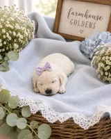 English Cream golden retriever puppy , a female Golden Retriever and English Cream Golden Retriever for sale in Modesto, CA – 1 of 4