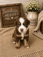 AKC Australian shepherd red tri , a male Australian Shepherd for sale in Modesto, CA – 3 of 7