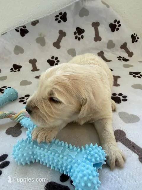 AKC golden retriever puppy male – Golden Retriever, English Cream Golden Retriever puppy for sale in Modesto, CA