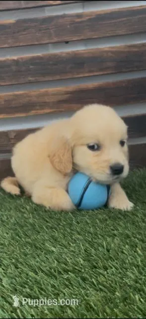 AKC golden retriever puppy male – Golden Retriever, English Cream Golden Retriever puppy for sale in Modesto, CA