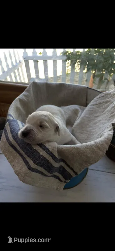 AKC golden retriever puppy female  – Golden Retriever puppy for sale in Modesto, CA