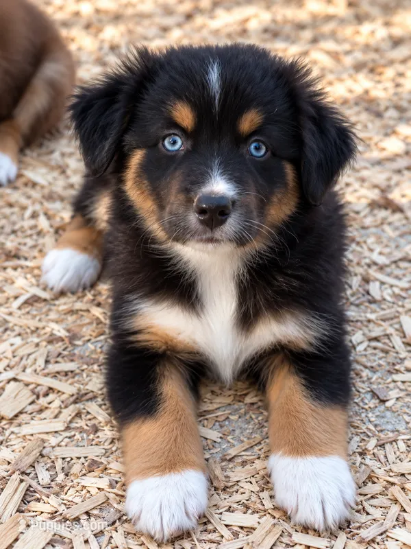 Australian shepherd black tri  – Australian Shepherd puppy for sale in Modesto, CA