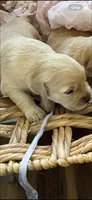 Golden retriever puppy male, a male Golden Retriever for sale in Modesto, CA – 3 of 10