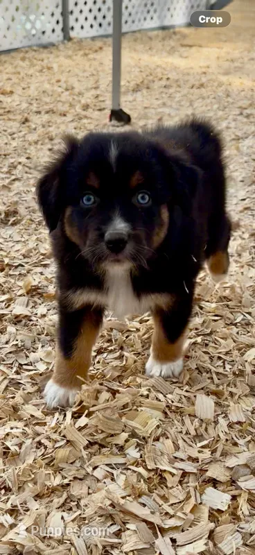 AKC Australian shepherd black tri male – Australian Shepherd puppy for sale in Modesto, CA
