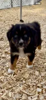 AKC Australian shepherd black tri male, a male Australian Shepherd for sale in Modesto, CA – 1 of 4