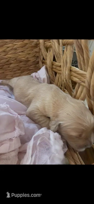 Golden retriever puppy female – Golden Retriever puppy for sale in Modesto, CA