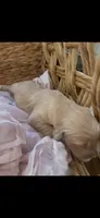 Golden retriever puppy female, a female Golden Retriever for sale in Modesto, CA – 1 of 10