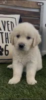 Golden retriever puppy x light golden male, a male Golden Retriever and English Cream Golden Retriever for sale in Modesto, CA – 5 of 10