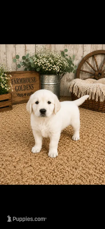 AKC Golden Retriever  puppy male – Golden Retriever puppy for sale in Modesto, CA