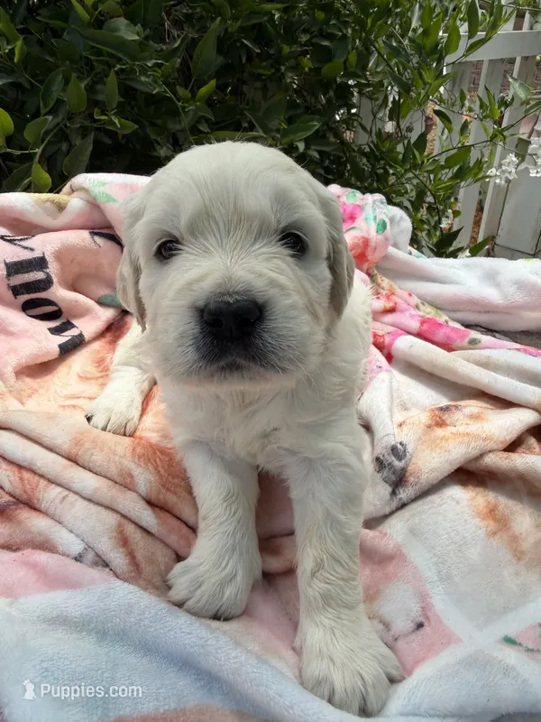 AKC English Cream golden Retriever puppy male – Golden Retriever, English Cream Golden Retriever puppy for sale in Modesto, CA