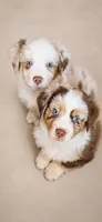 AKC Australian shepherd puppy red merle, a female Australian Shepherd for sale in Modesto, CA – 2 of 5
