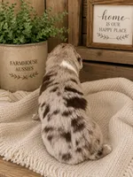 AKC Australian shepherd red Merle , a female Australian Shepherd for sale in Modesto, CA – 2 of 5