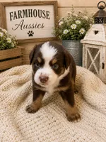 Australian shepherd red tri female , a female Australian Shepherd for sale in Modesto, CA – 5 of 8