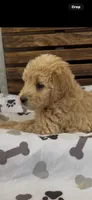 Goldendoodle golden retriever F1, a female Goldendoodle and Golden Retriever for sale in Manteca, CA – Photo 2 of 5