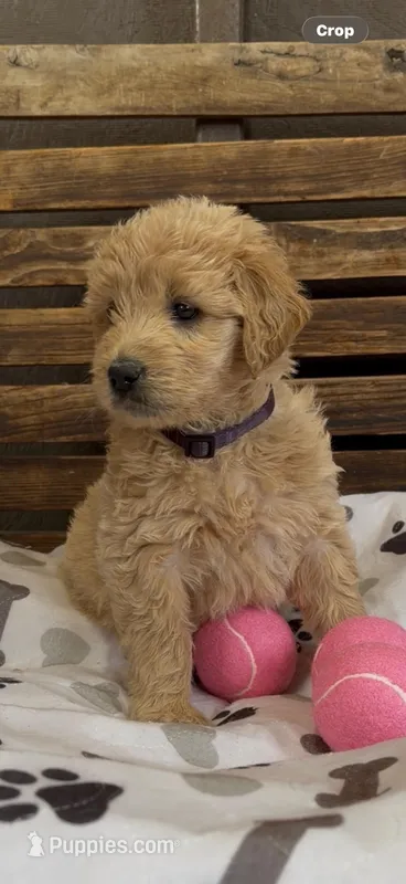 Goldendoodle golden retriever F1