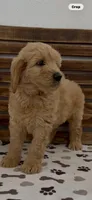 Goldendoodle pink collar     golden retriever , a female Goldendoodle and Golden Retriever for sale in Merced, CA – Photo 3 of 4