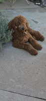 Goldendoodle golden retriever F1, a female Goldendoodle and Golden Retriever for sale in Manteca, CA – Photo 5 of 5