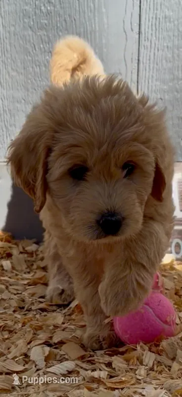 Goldendoodle golden retriever F1