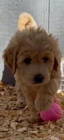 Goldendoodle    golden retriever , a female Goldendoodle and Golden Retriever for sale in Merced, CA – Photo 1 of 3
