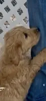 Goldendoodle    golden retriever , a female Goldendoodle and Golden Retriever for sale in Merced, CA – Photo 3 of 3