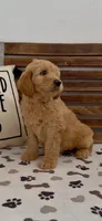 Goldendoodle pink collar     golden retriever , a female Goldendoodle and Golden Retriever for sale in Merced, CA – Photo 2 of 4