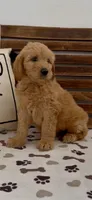 Goldendoodle pink collar     golden retriever , a female Goldendoodle and Golden Retriever for sale in Merced, CA – Photo 1 of 4