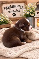 Australian shepherd red tri male, a male Australian Shepherd for sale in Modesto, CA – 3 of 5