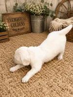 AKC golden retriever puppy male, a male Golden Retriever and English Cream Golden Retriever for sale in Modesto, CA – 4 of 10