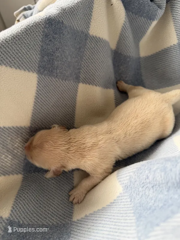 Golden retriever puppy male – Golden Retriever puppy for sale in Modesto, CA