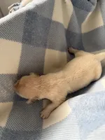 Golden retriever puppy male, a male Golden Retriever for sale in Modesto, CA – 1 of 10
