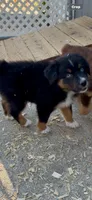 AKC Australian shepherd black tri male, a male Australian Shepherd for sale in Modesto, CA – 4 of 4