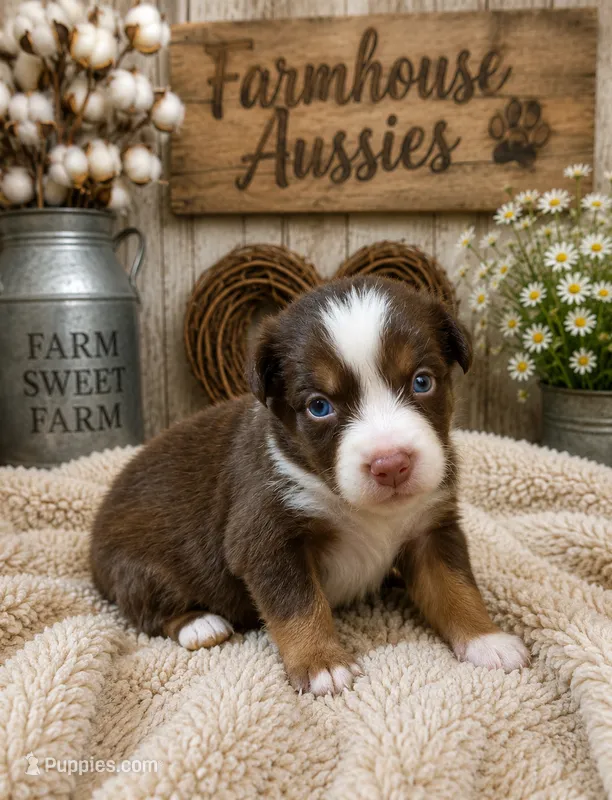 Australian shepherd red tri female  – Australian Shepherd puppy for sale in Modesto, CA